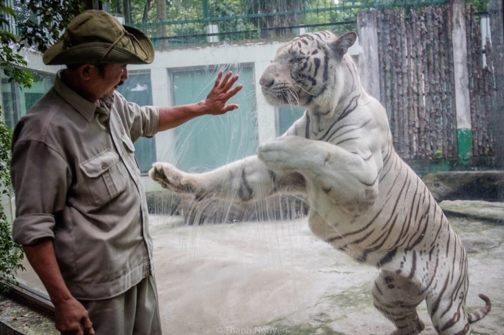 動物飼養員與白虎